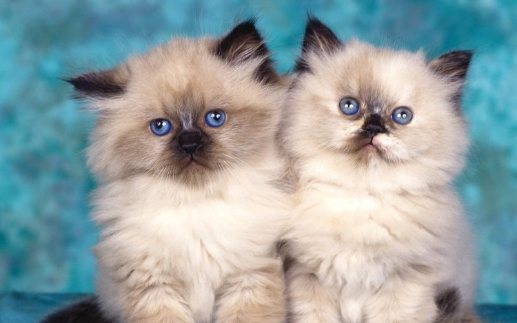 Метис сиамка и бенгал