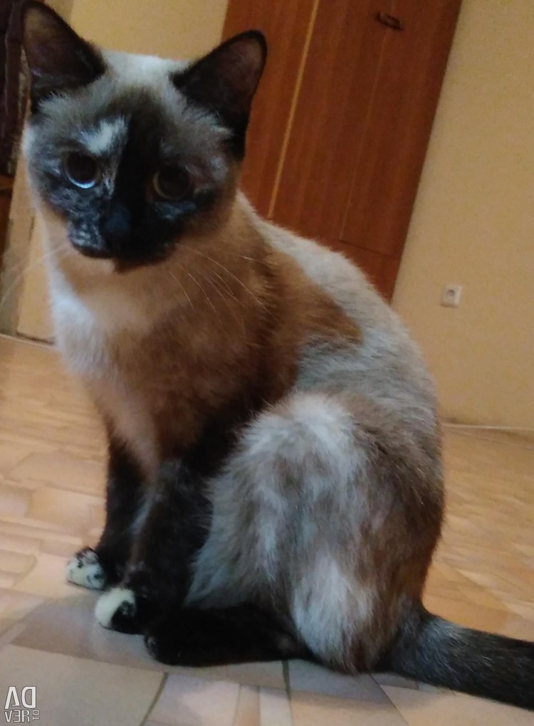 Кот Николаса Кейджа