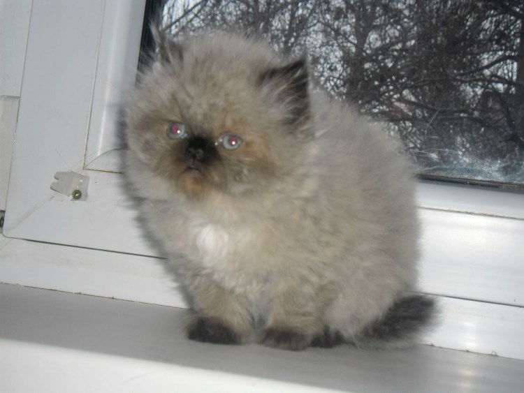 Персидский кот Хабаровск