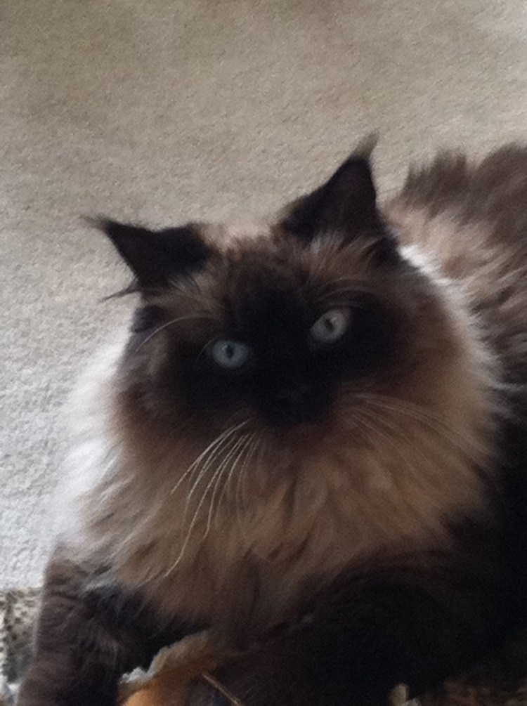 Кошка Бритиш Сиам