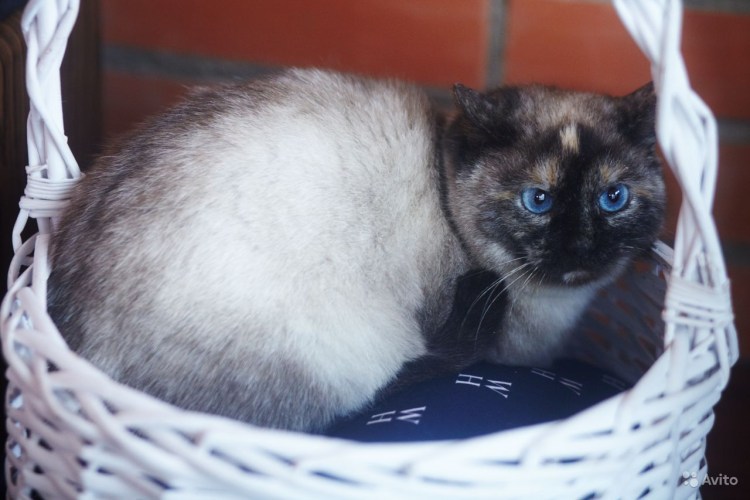 Гималайский тебетский кот