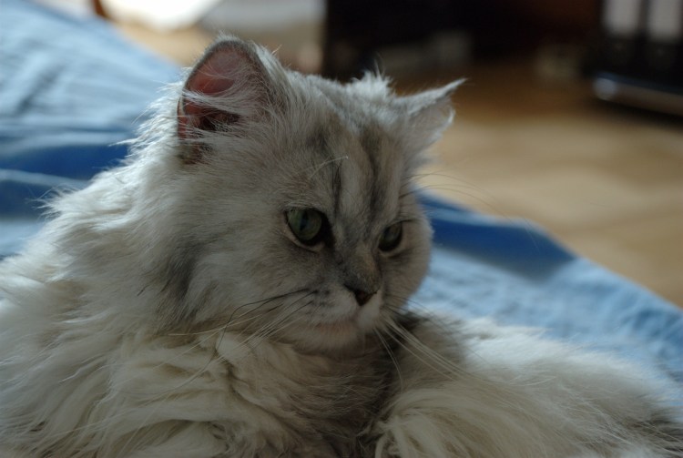 Метисы тайской и британской кошки