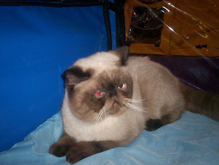 Метис тайская и Сиамская