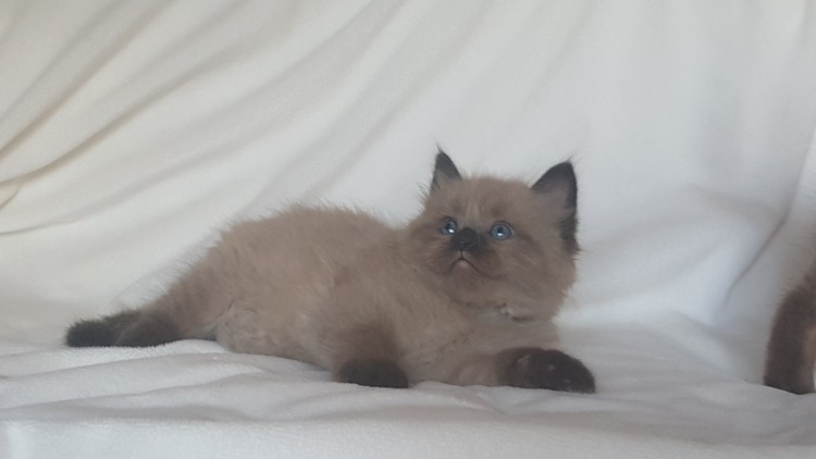 Невская маскарадная сиамского окраса