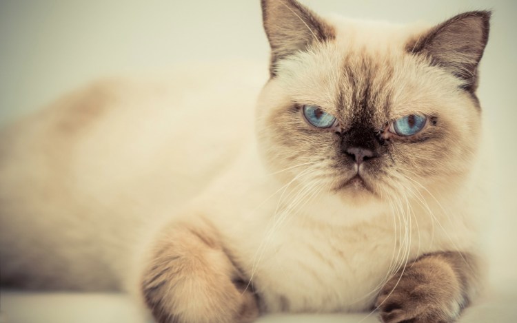 Гималайский перс колор Пойнт