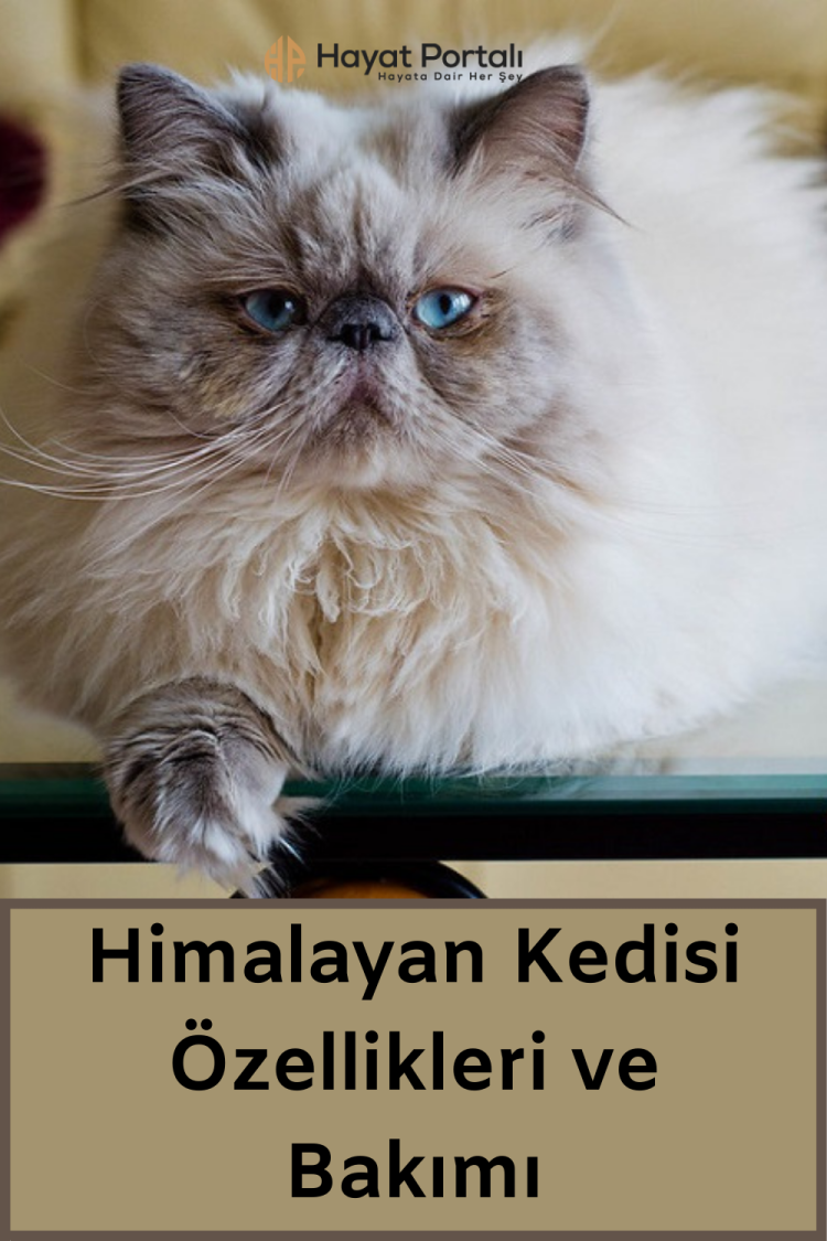 Сиамский кот смесь с бенгальским