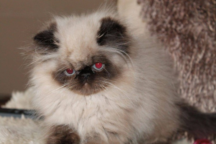 Бирманская кошка