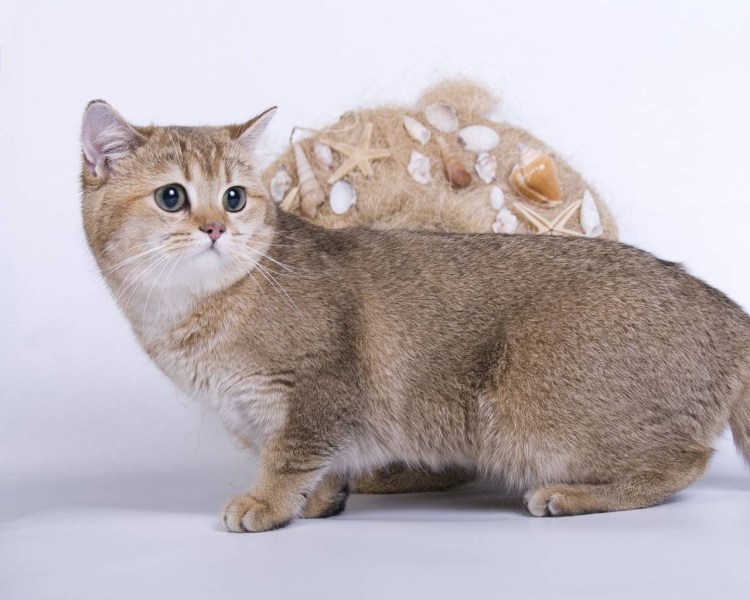 Золотой тикированный британец табби