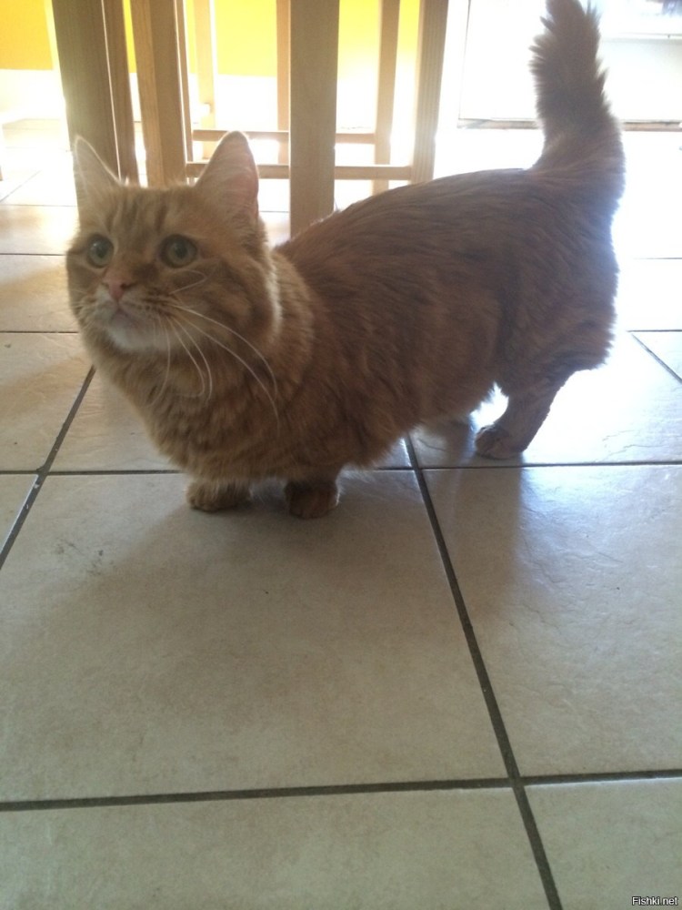 Круглоухий кот- Манчкин