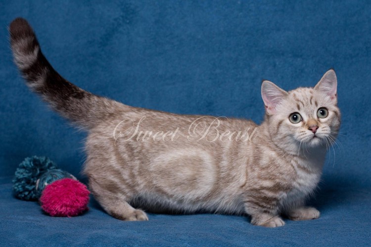 Коротколапые манчкины