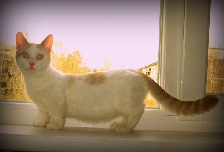 Макчикен кошка