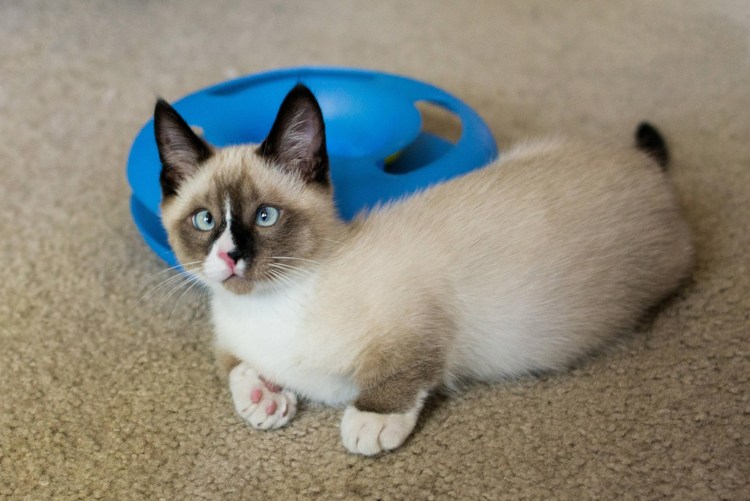 Манчкин кот сиамский