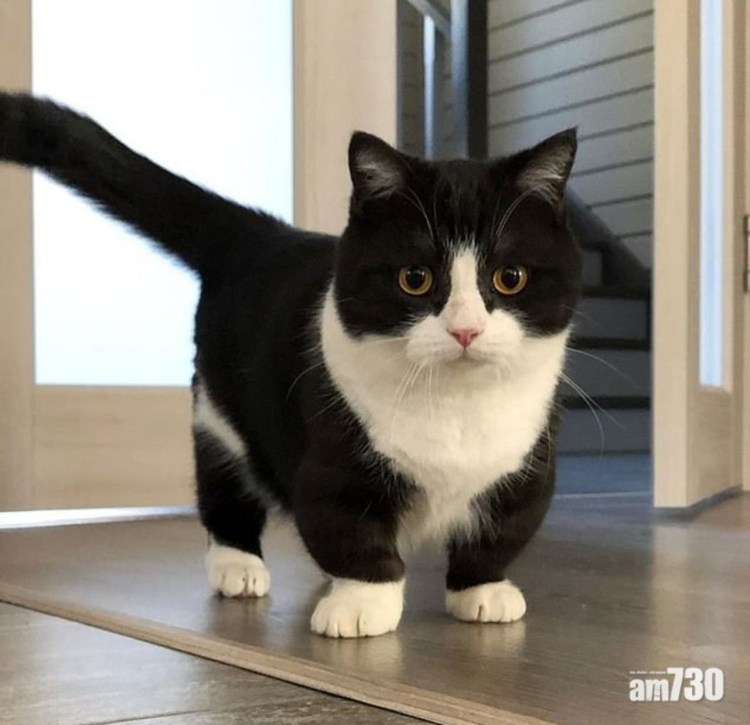 Коротколапые котята Манчкин