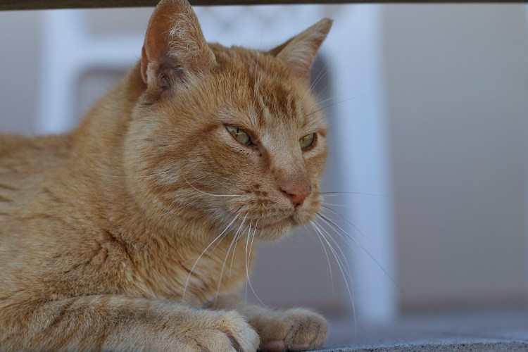 Европейская короткошерстная табби рыжий