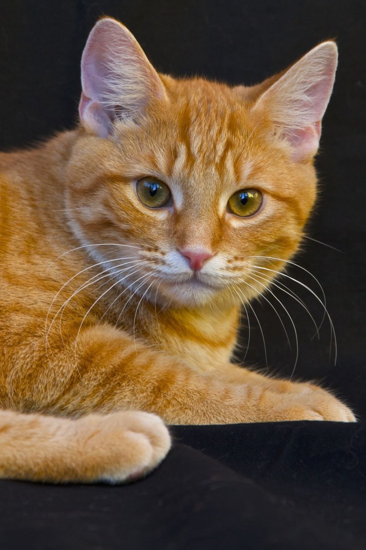 Макрелевый табби