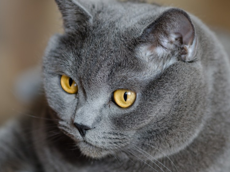 Черный дымчатый британец котенок