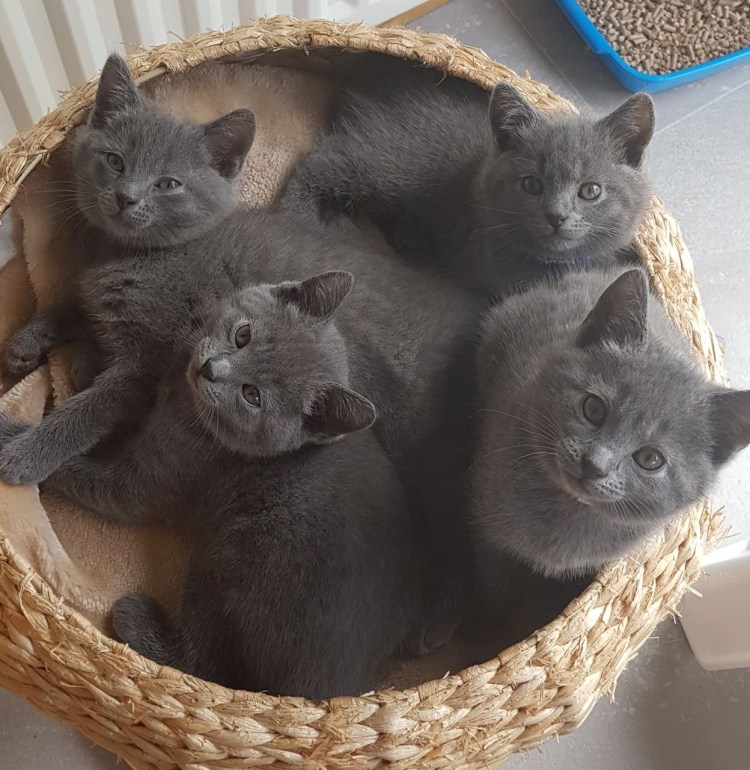 Шотландская голубая кошка