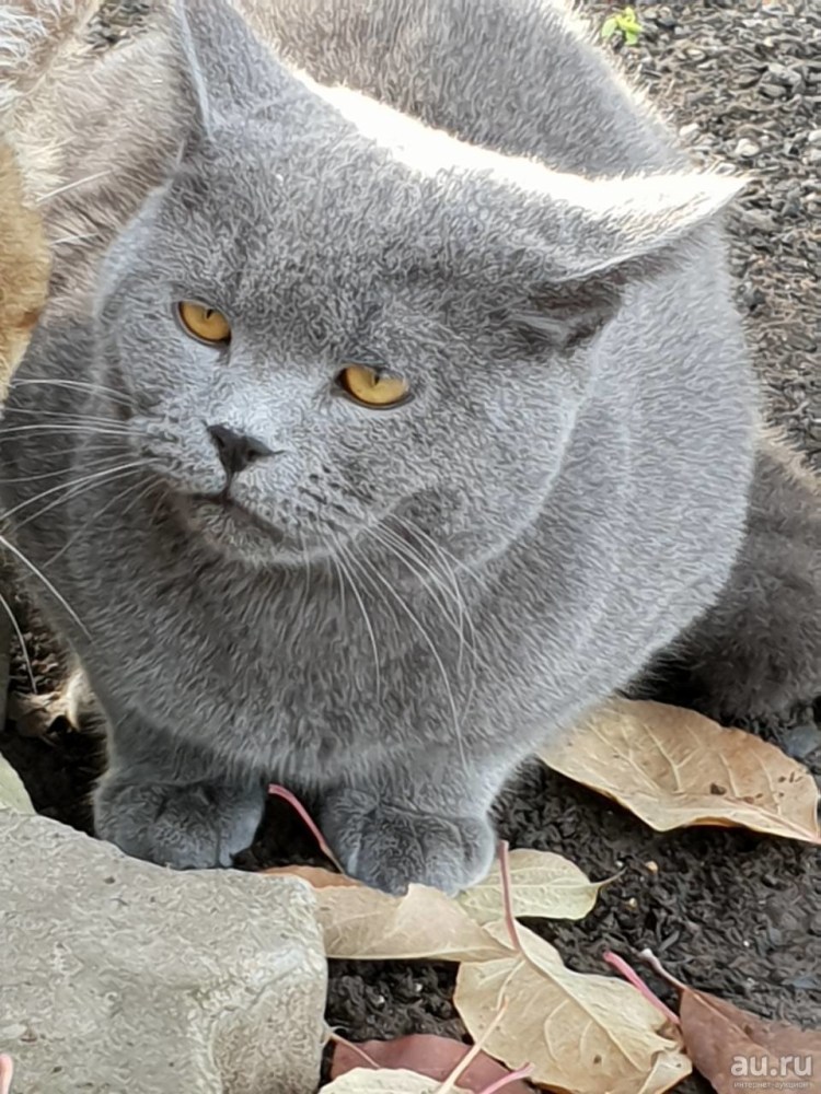 Кот дымчатый британец