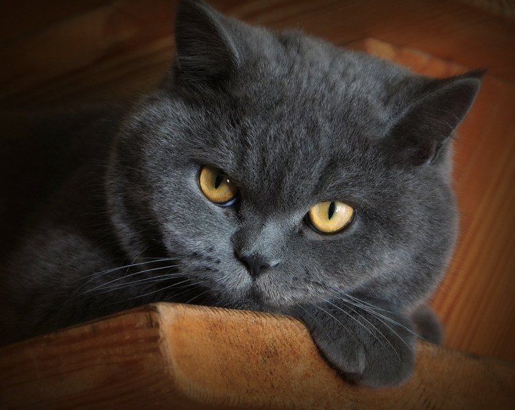 Британская дымчатая кошка