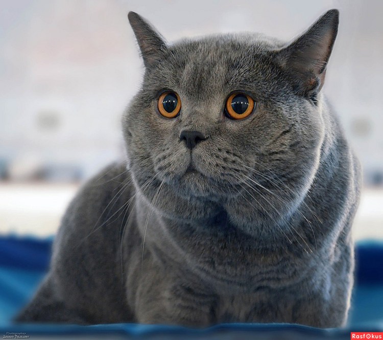 Британский кот дымчатый