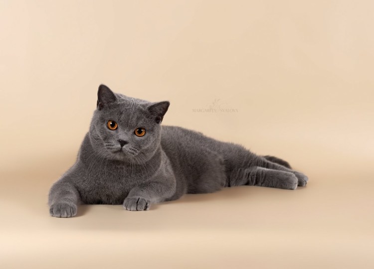 Шотландская прямоухая дымчатая