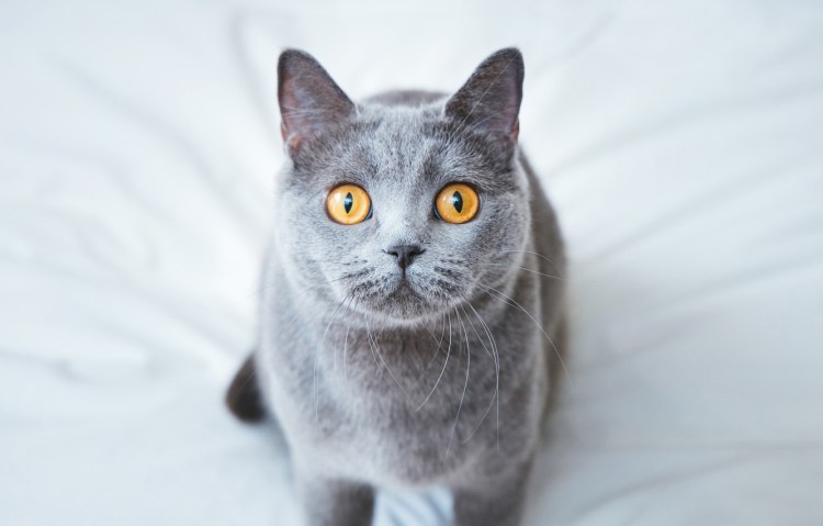 Дымчатый котенок британец