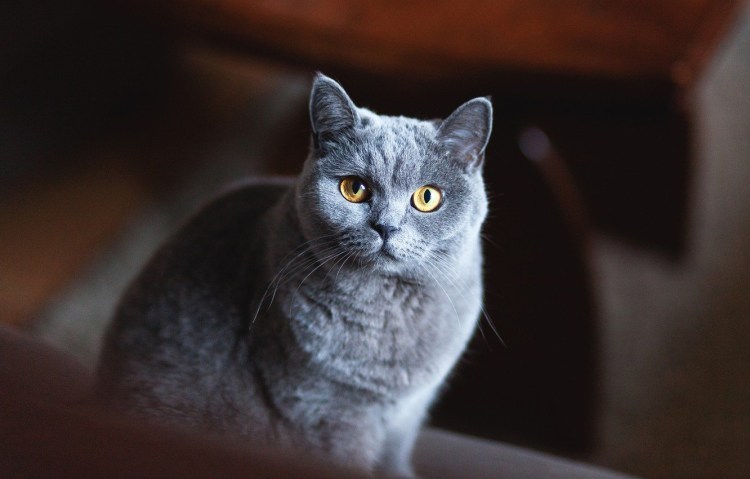 Кот порода британец серый дымчатый