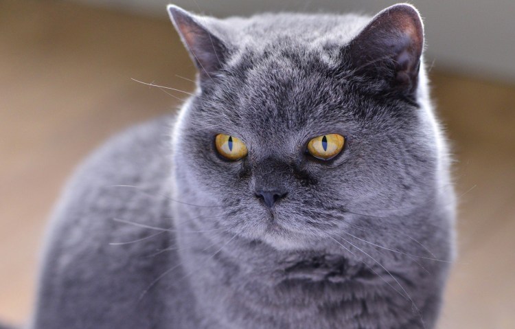 Британская короткошёрстная кошка шартрез