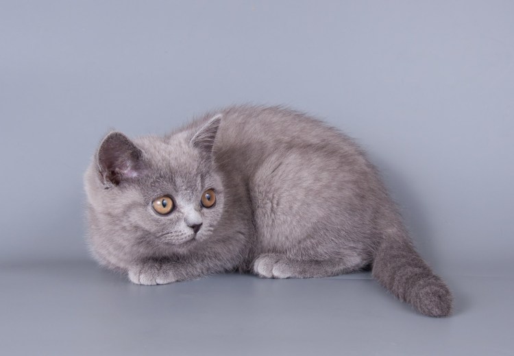 Британская дымчатая кошка
