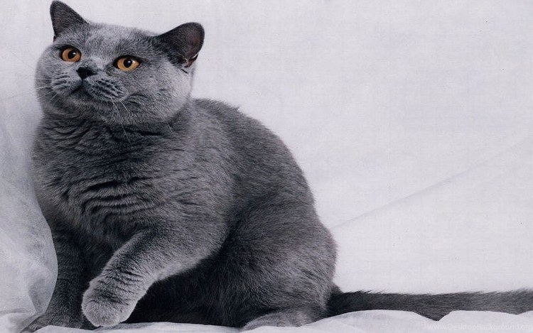 Британская кошка гладкошерстная