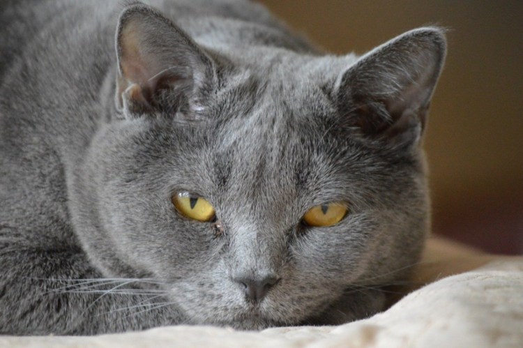 Дымчатый котенок британец