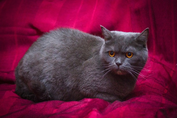 Британская кошка серая