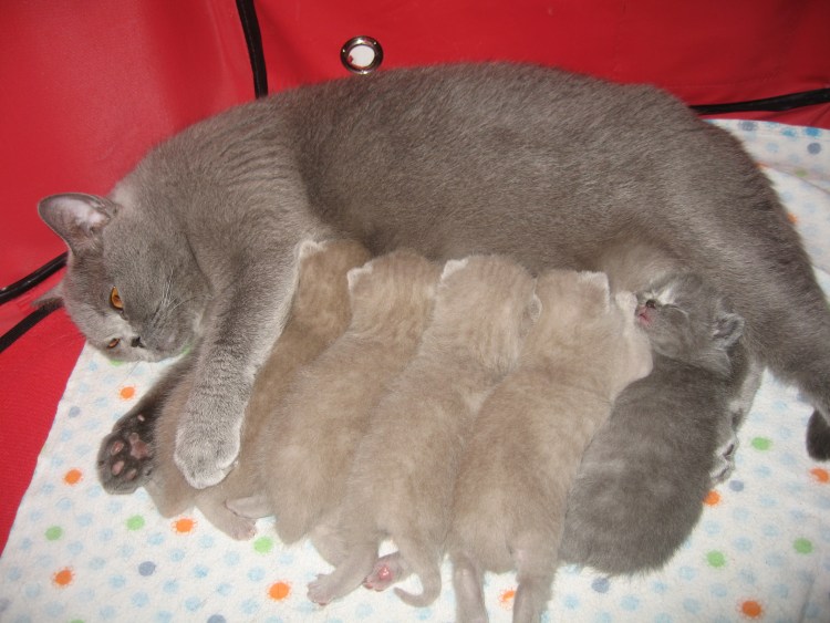 Новорожденные британские котята