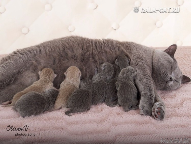 Новорожденный лиловый британский котенок