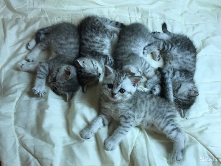 Новорожденные котята окрас вискас
