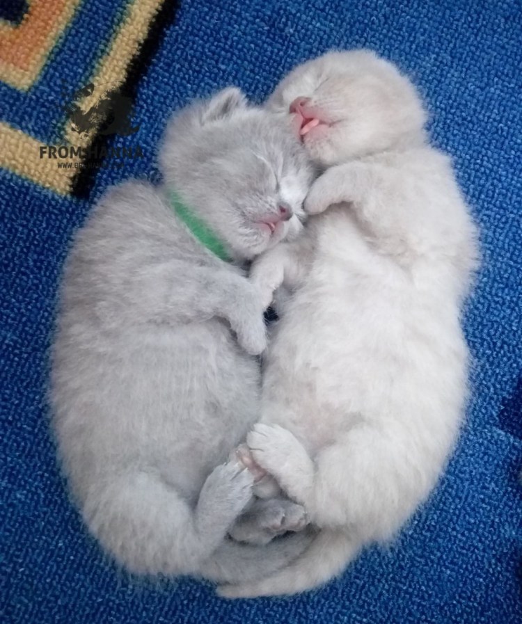 Британские котята вислоухие Новорожденные