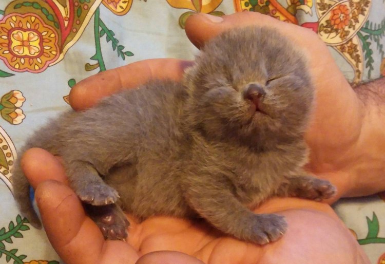 Новорожденный котенок