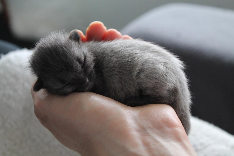 Британские котята вислоухие Новорожденные