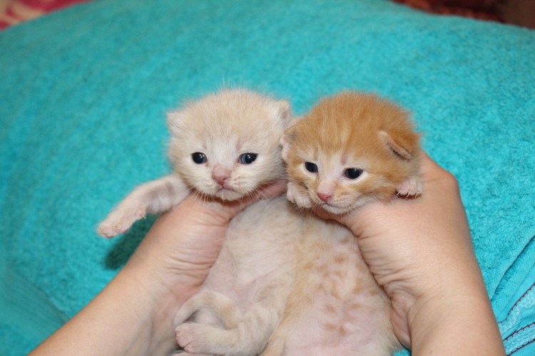 Шотландская голубая шиншилла