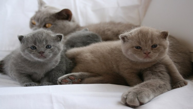 Фото недельный британский котенок