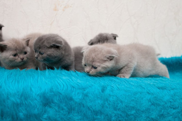 Британские короткошерстные котята Новорожденные