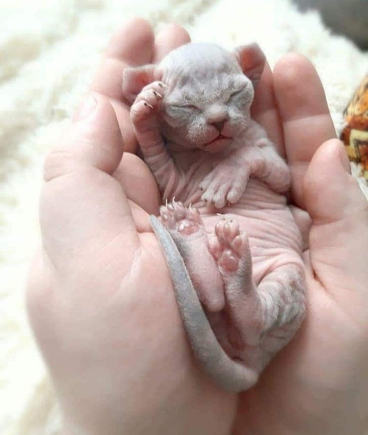 Британские котята вислоухие Новорожденные