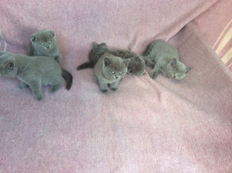 Новорожденные котята вислоухие