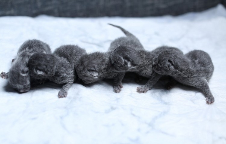 Новорождённые котята британцы