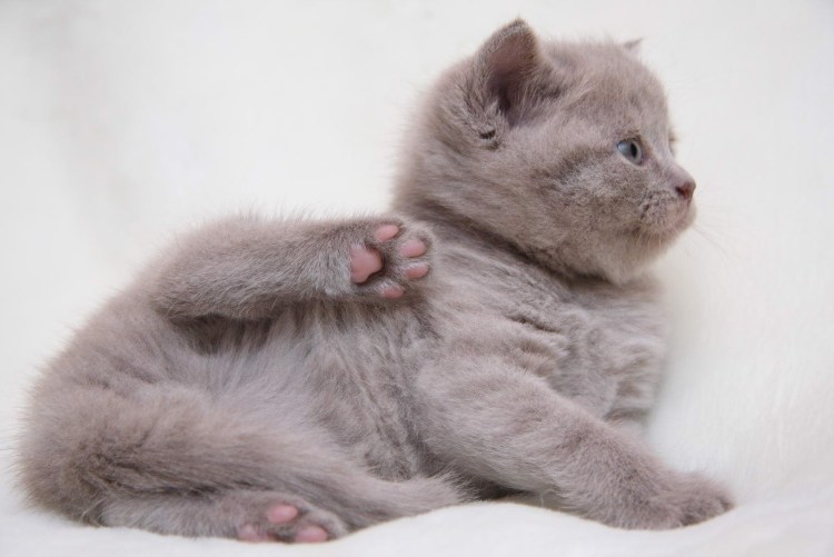 Новорожденные котята вислоухие