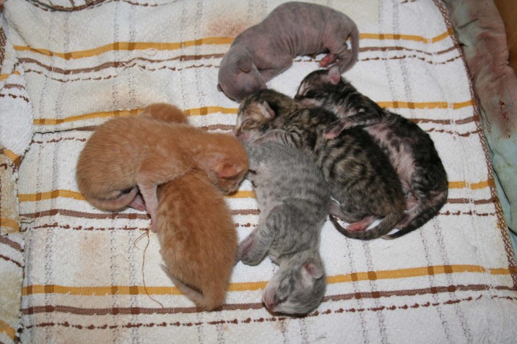 Новорожденный котенок