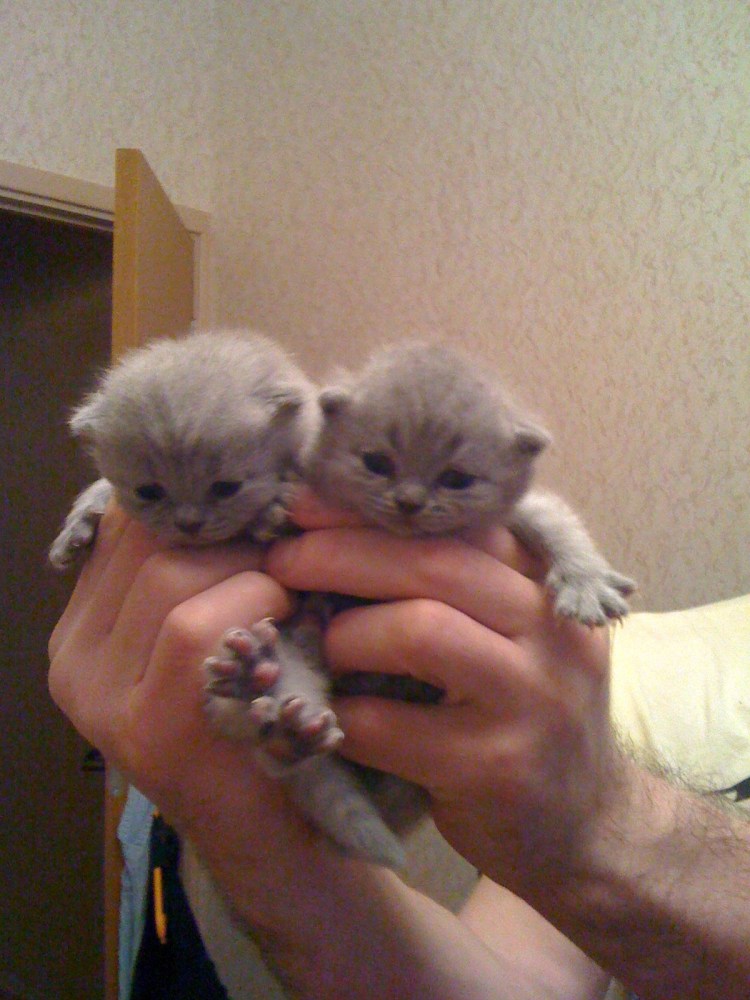 Британец Прайм котята вислоухие