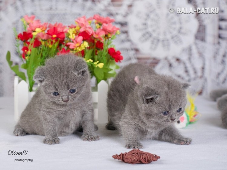 Новорождённые котята британцыполный рост