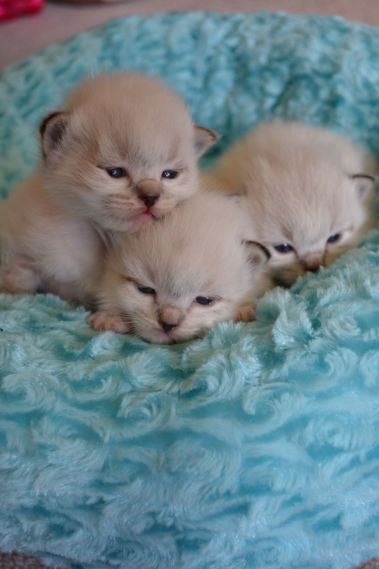 Котята британские вместе с мамой