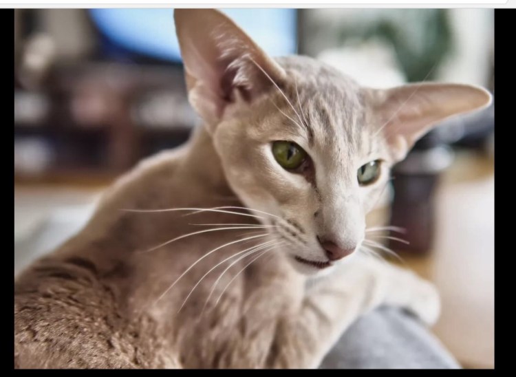 Кот грузин порода Ориентал